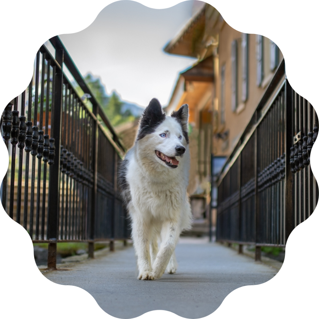 laika-photographie-urbaine-photo-canine-chien Un laika de lakoutie à Megève en Savoie.