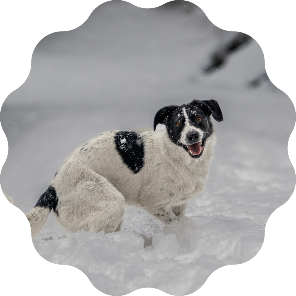 border-croisé-neige-photographe-canine Un chien en mouvement dans le neige.