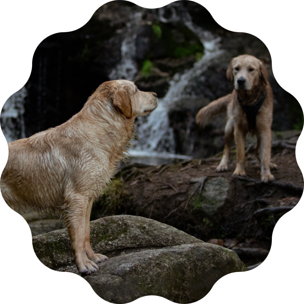 Duo-golden-cascade-photographie-chiens Duo de golden retrievers en balade proche d'une cascade.