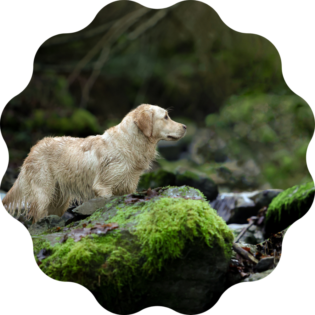 golden-retriever-nature-photographie-canine Golden retriever dans la nature verte.