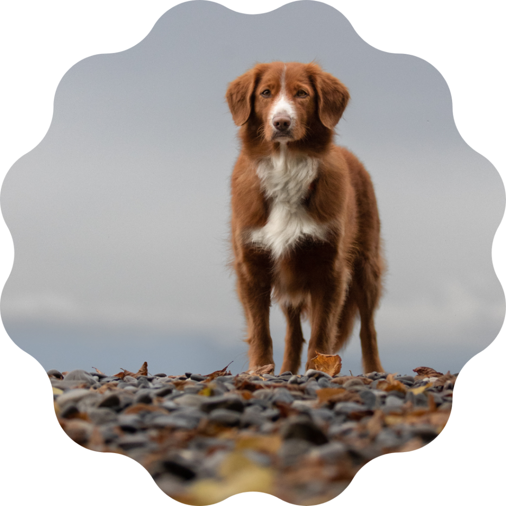 Duo-golden-cascade-photographie-chiens