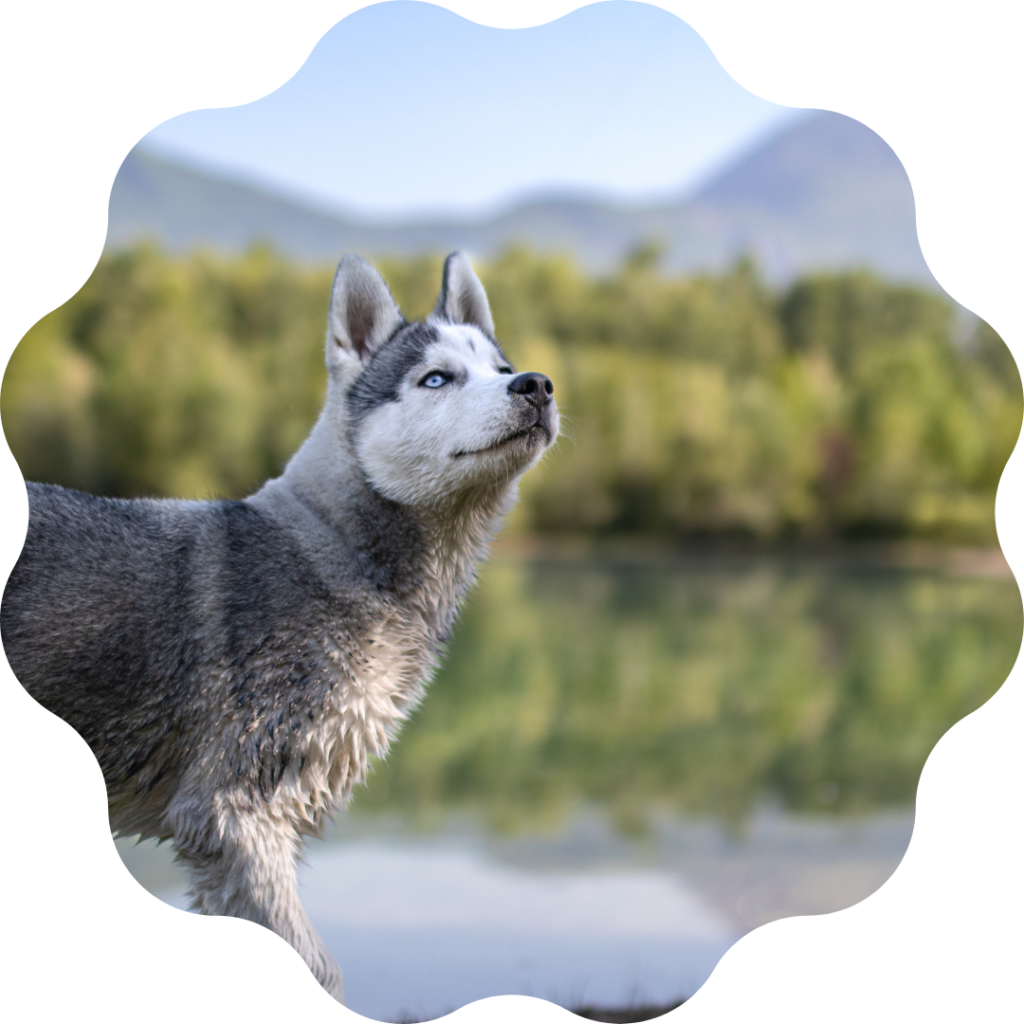 husky-lac-photographie-canine Une jeune husky devant le lac de saint Vital.